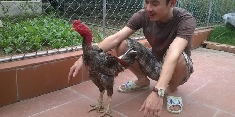 Gà Xám Là Gì? Thực Hư Câu Chuyện Chiến Kê Hùng Dũng 4 Vua Midas một thời khuấy đảo bầu trời Việt Nam